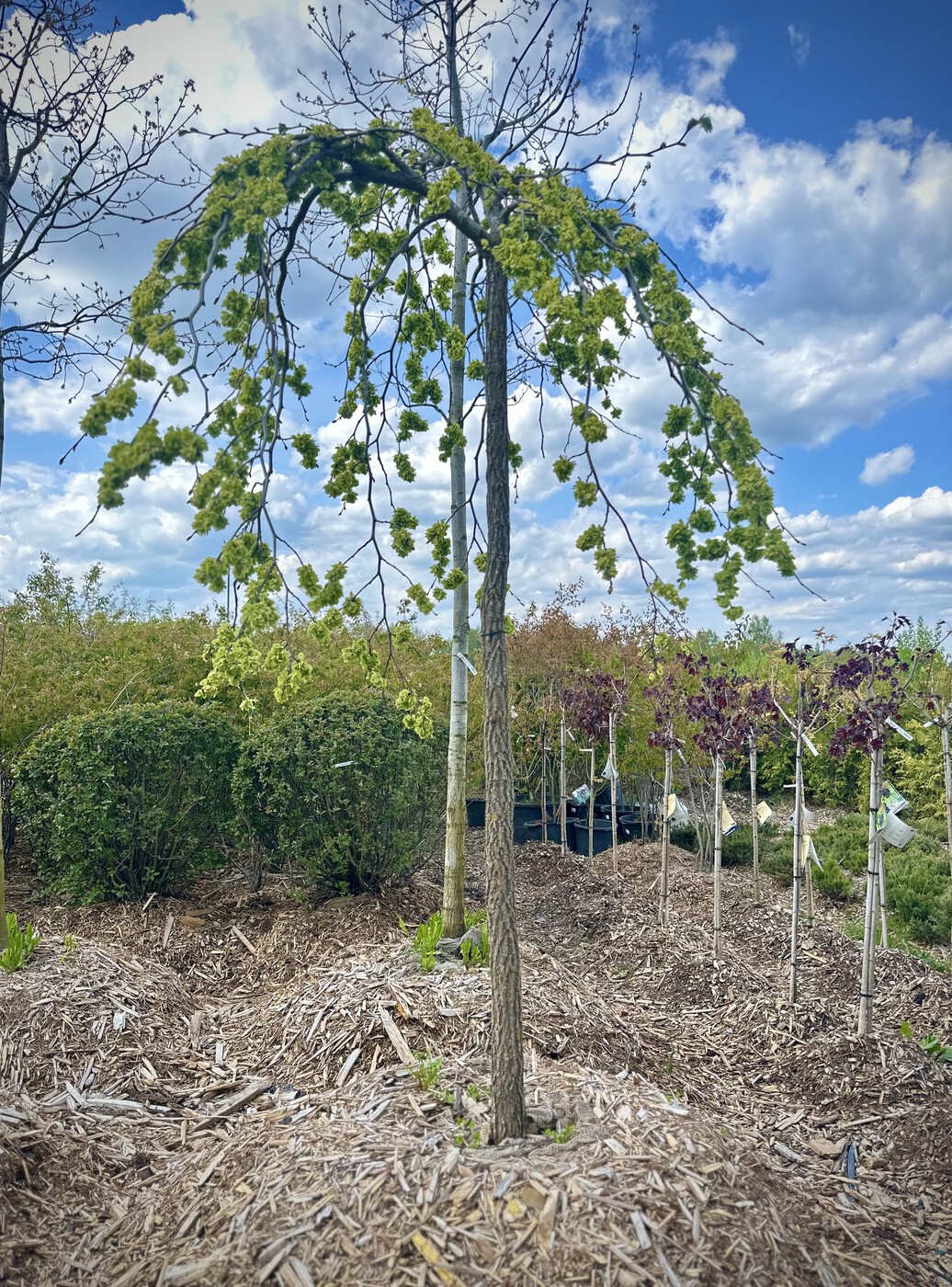 Вяз шершавый `Кампердоуни``Camperdownii`