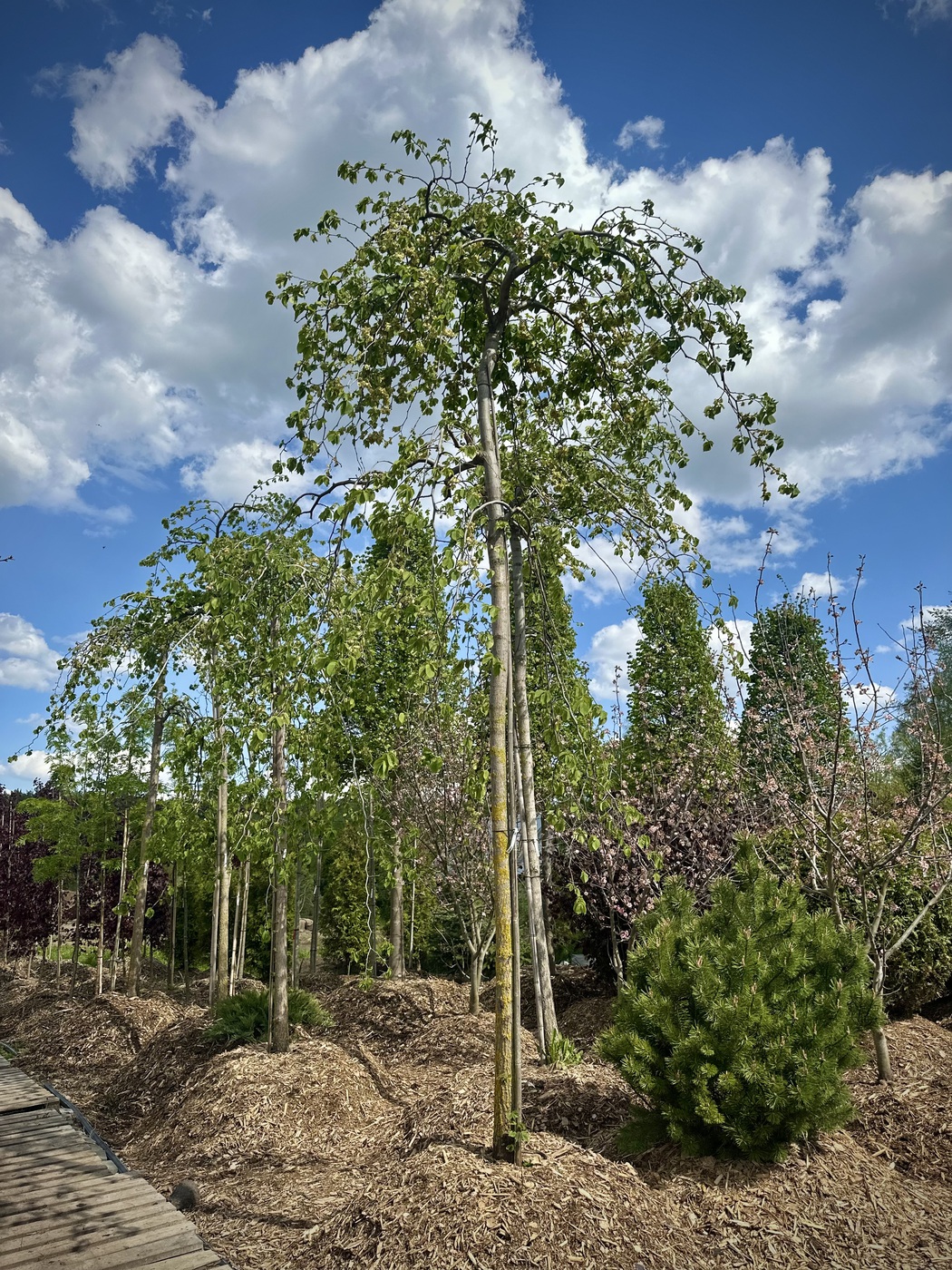 Вяз шершавый `Кампердоуни``Camperdownii`