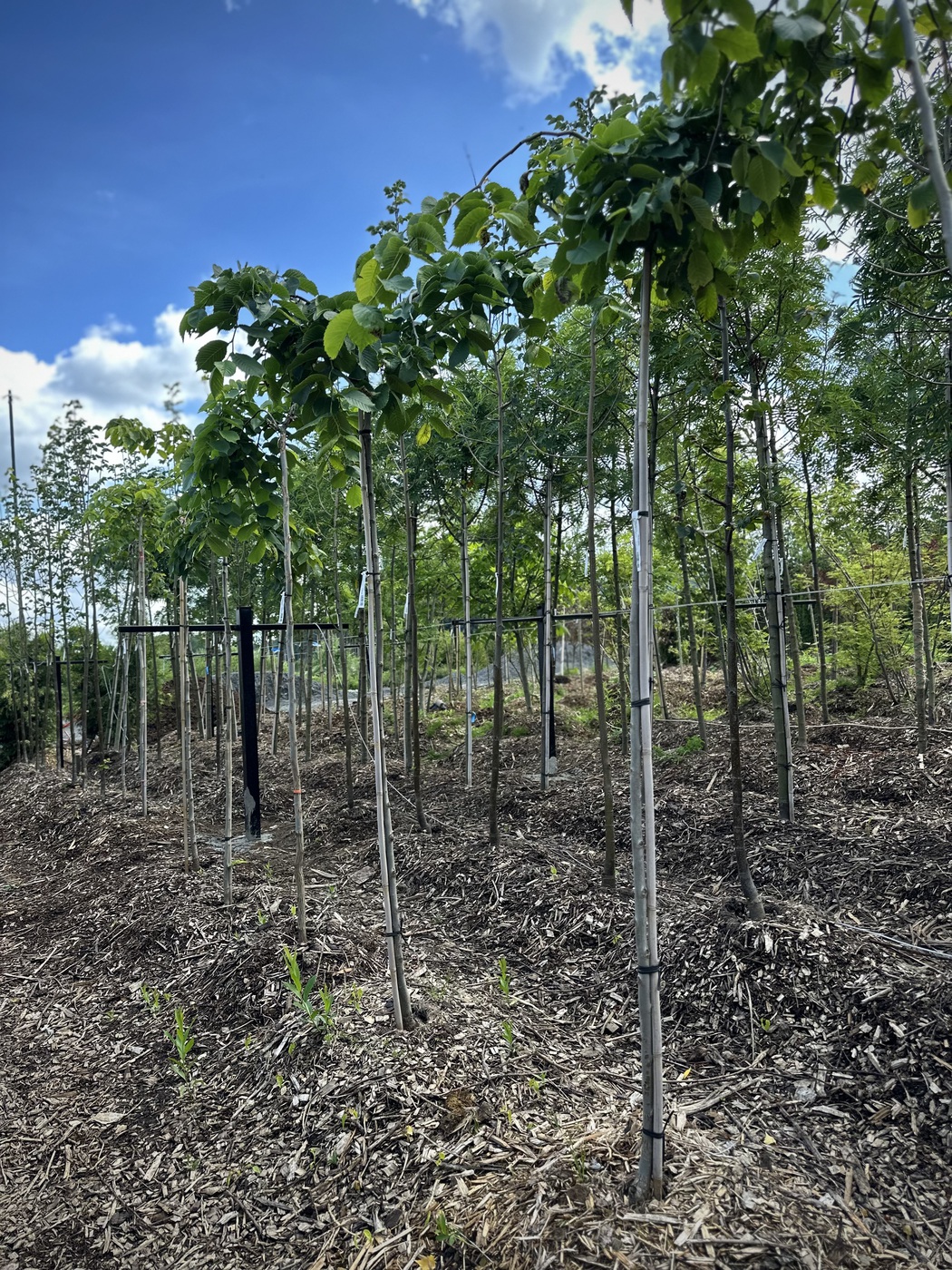 Вяз шершавый `Кампердоуни``Camperdownii`