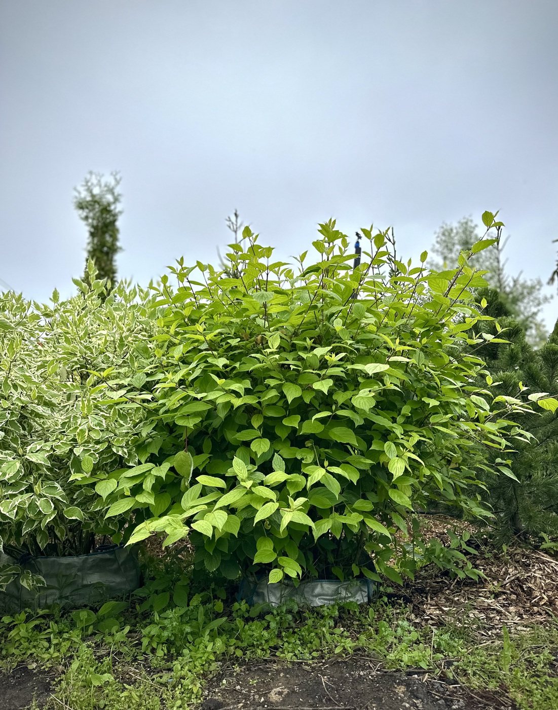 Дерен белый `Сибирика``Sibirica` ШАР