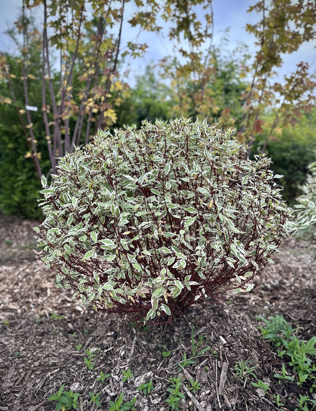 Дерен белый `Элегантиссима``Elegantissima` ШАР