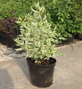 Дерен белый `Элегантиссима``Elegantissima`