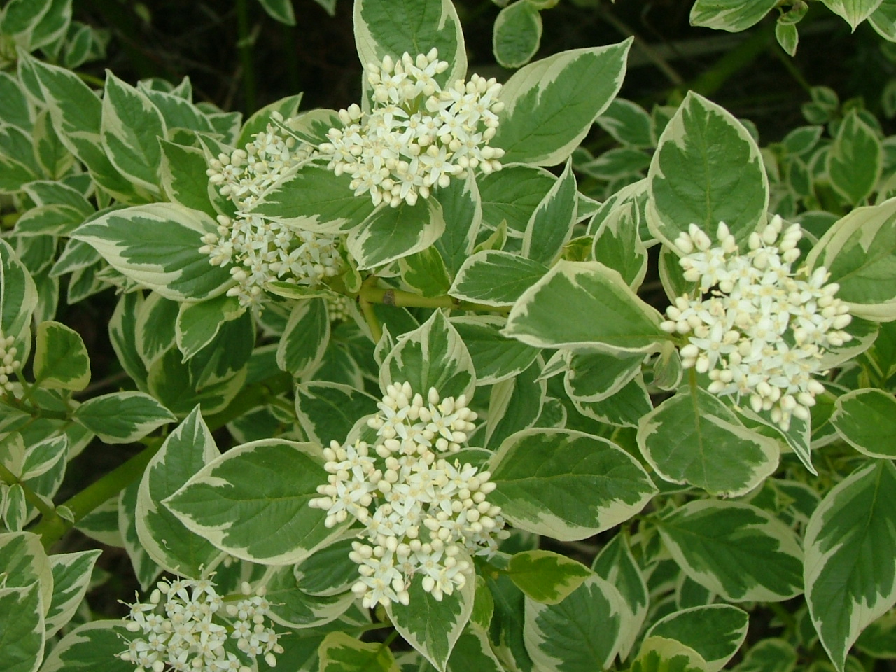 Дерен белый `Айвори Хало``Ivory Halo`