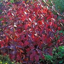 Дерен белый `Кессельринги``Kesselringii`