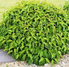 Дерен отпрысковый `Флавирамеа``Flaviramea`