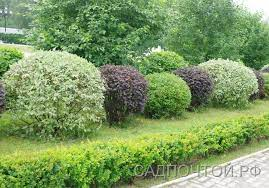 Дерен белый `Сибирика``Sibirica` ШАР