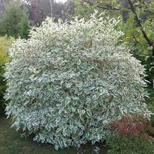 Дерен белый `Сибирика Вариегата``Sibirica Variegata`