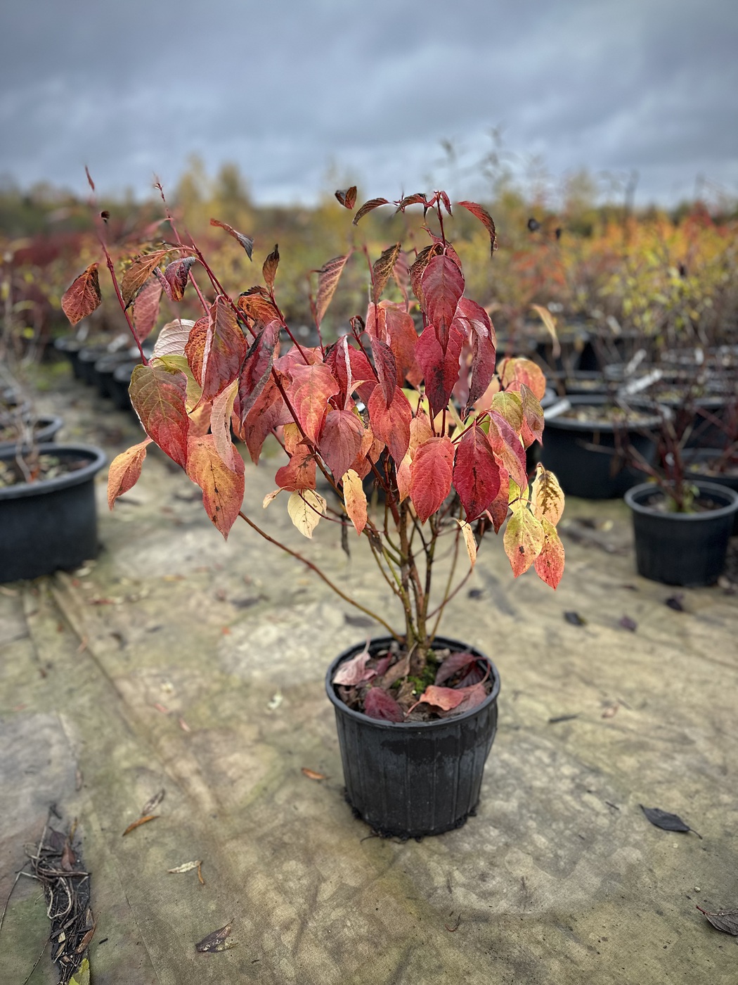 Дерен белый `Сибирика``Sibirica`