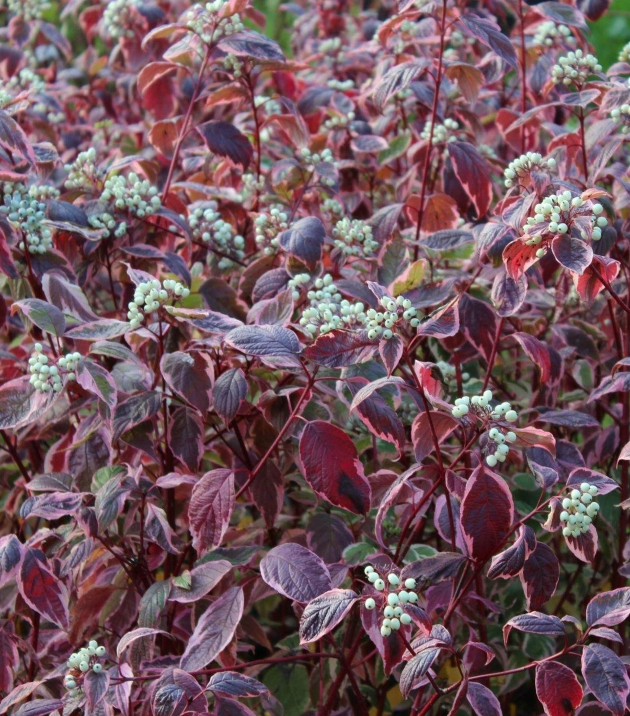 Дерен белый `Миракл``Miracle` Verpaalen 2