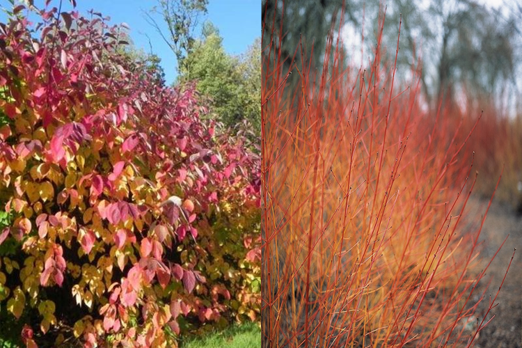 Дерен кроваво-красный `Мидвинтер Файер``Midwinter Fire`