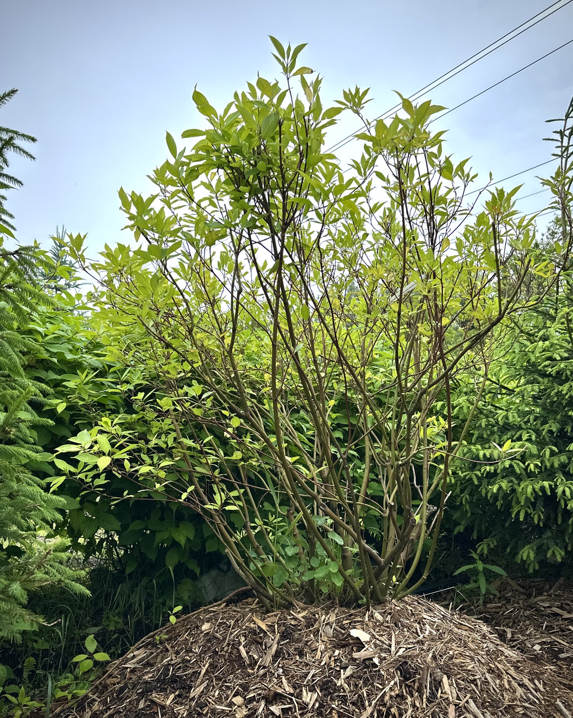 Дерен отпрысковый `Кардинал``Cardinal`