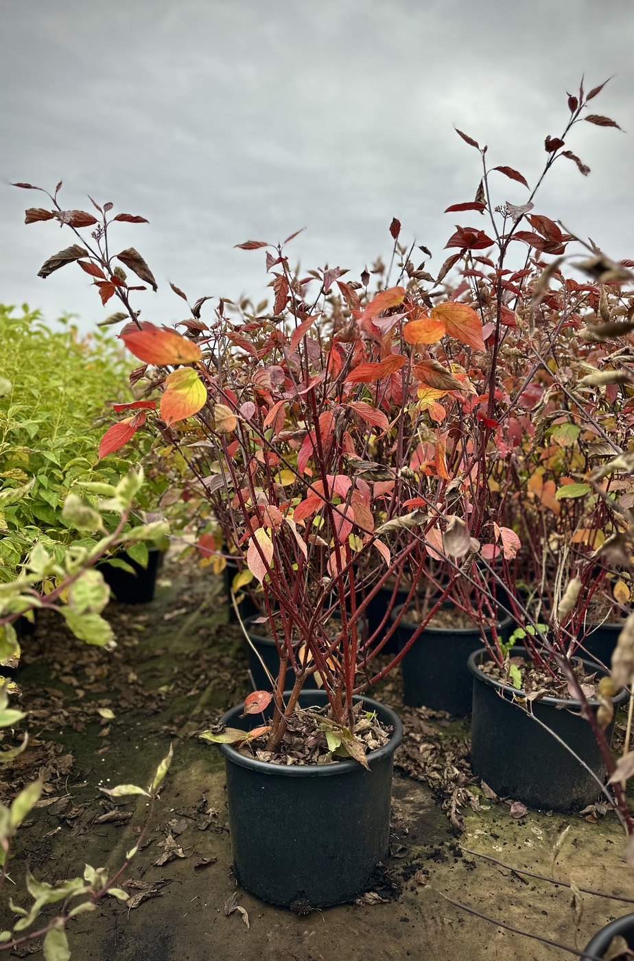 Дерен белый `Кессельринги``Kesselringii`