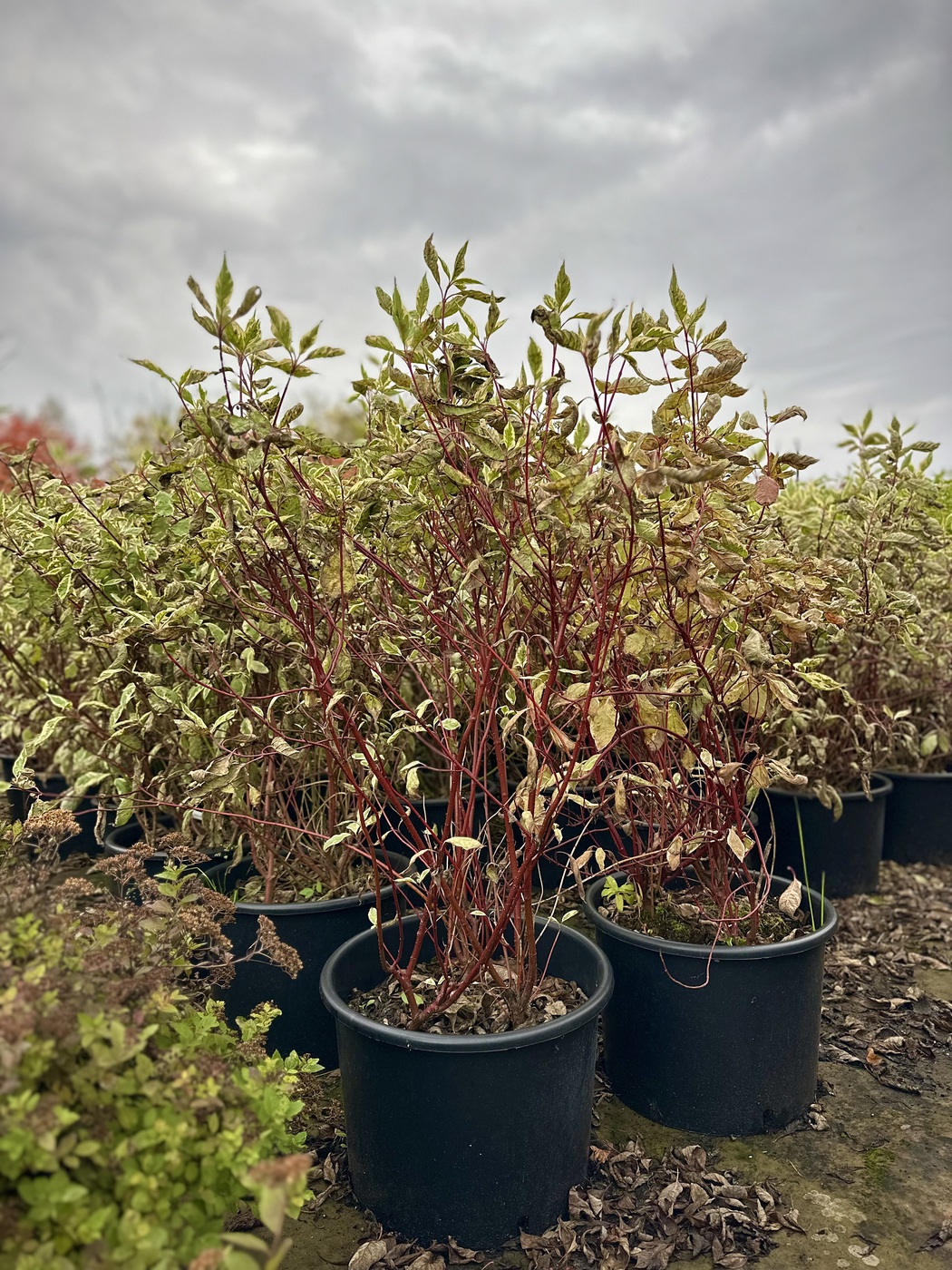 Дерен белый `Элегантиссима``Elegantissima`