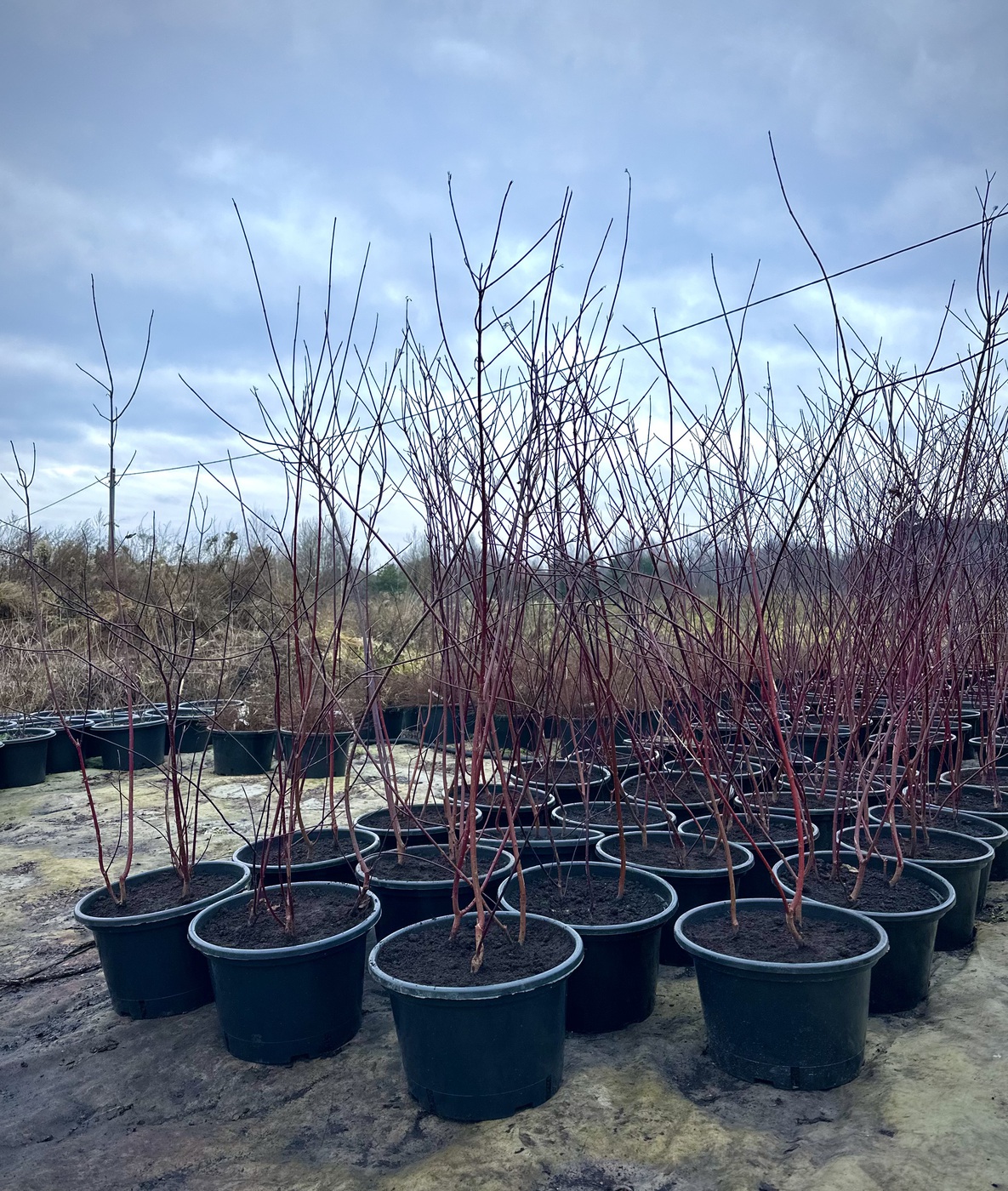 Дерен белый `Кессельринги``Kesselringii`