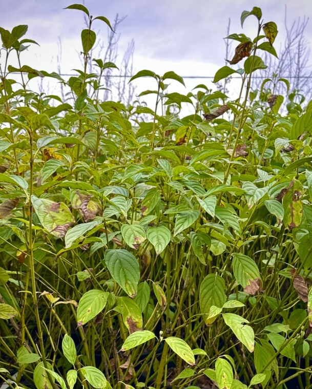 Дерен отпрысковый Флавирамеа (Flaviramea)