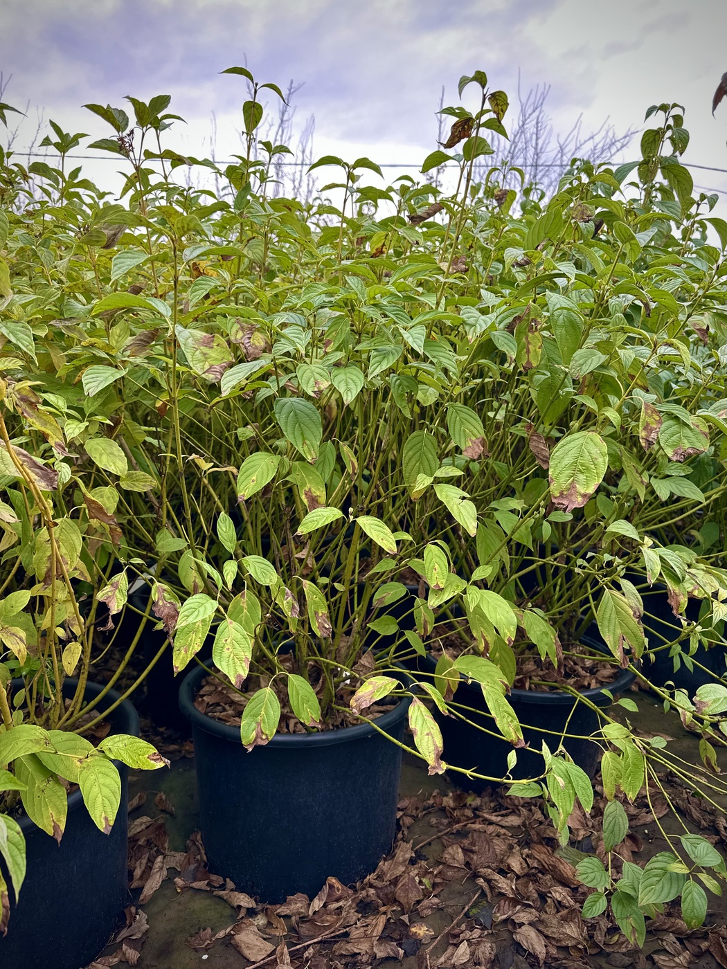 Дерен отпрысковый `Флавирамеа``Flaviramea`