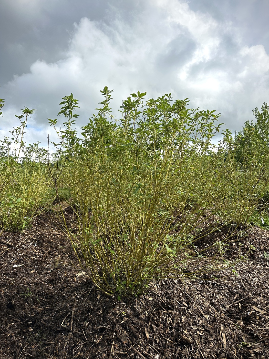 Дерен отпрысковый `Флавирамеа``Flaviramea` BUSH