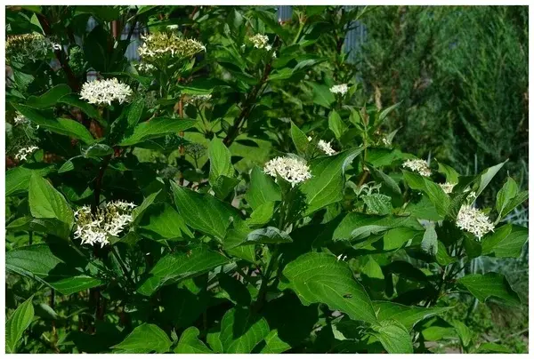 Дерен белый `Сибирика``Sibirica`