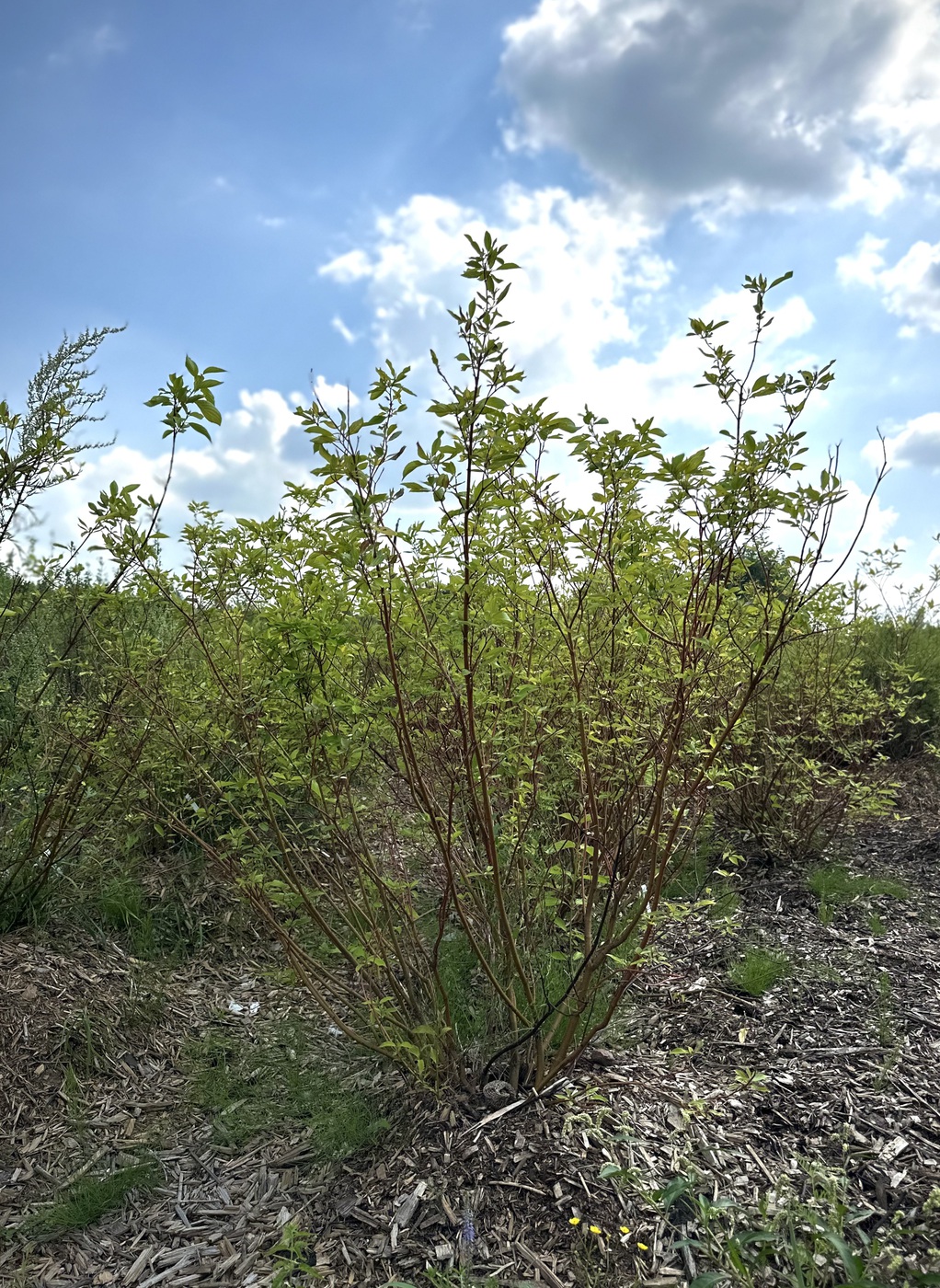 Дерен белый `Ауреа``Aurea`