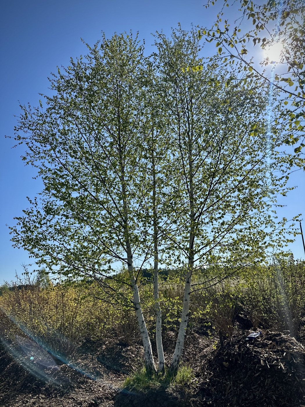 Береза плосколистная