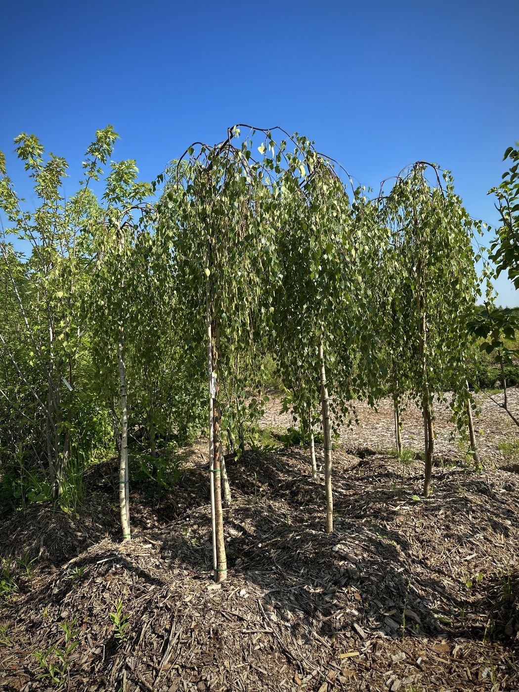 Береза повислая `Юнги`