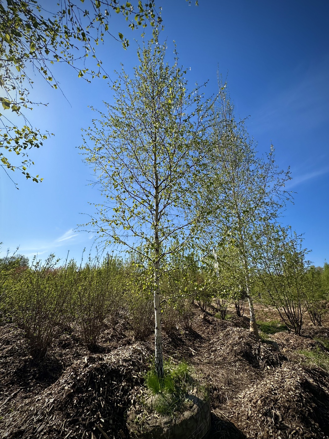 Береза плосколистная