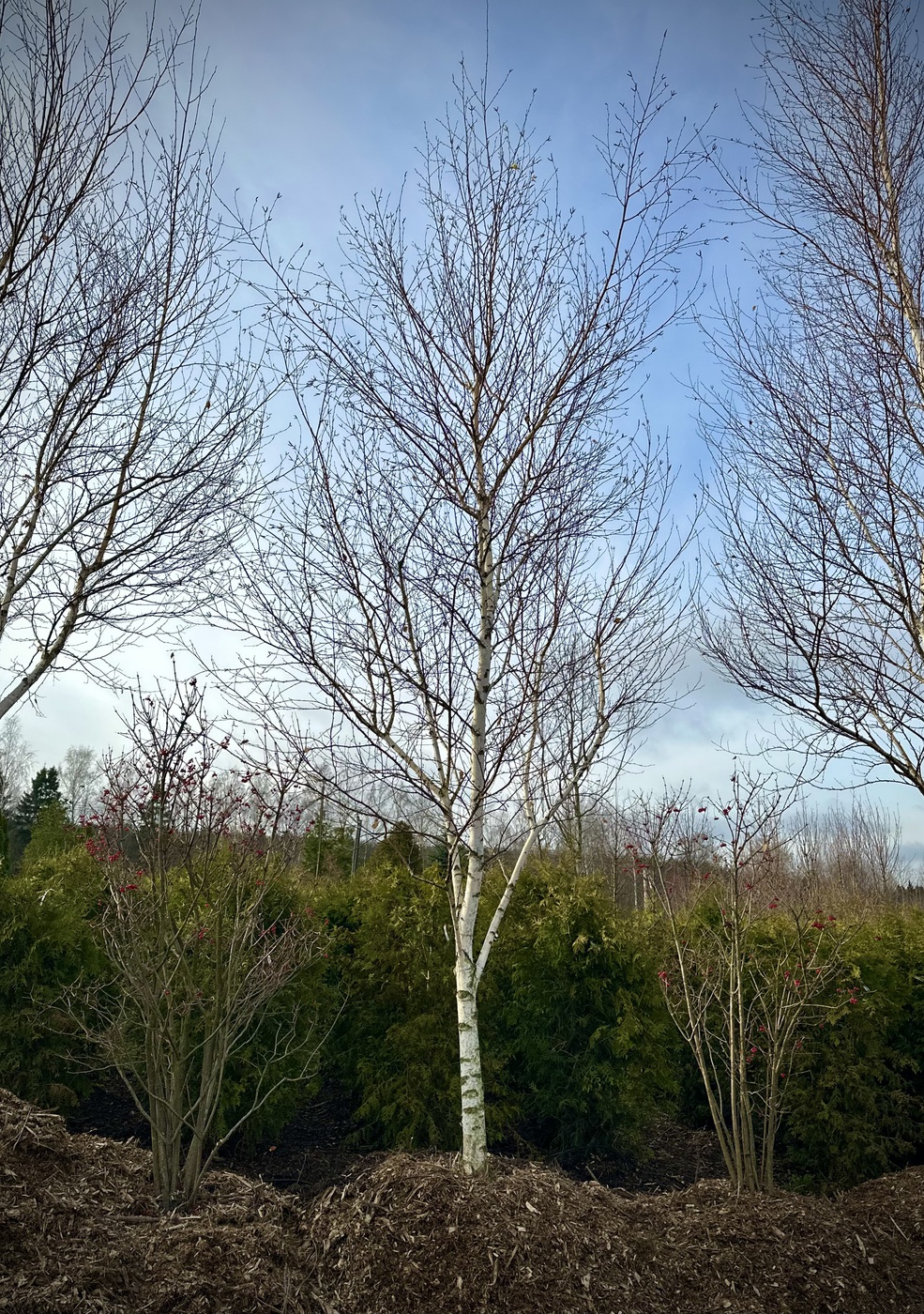 Береза повислая `Голден Клауд``Golden Cloud`