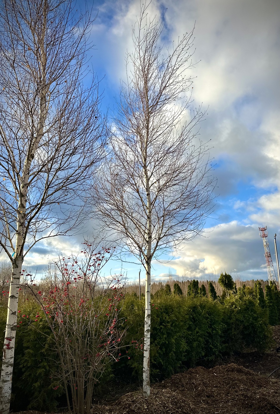 Береза повислая `Голден Клауд``Golden Cloud`