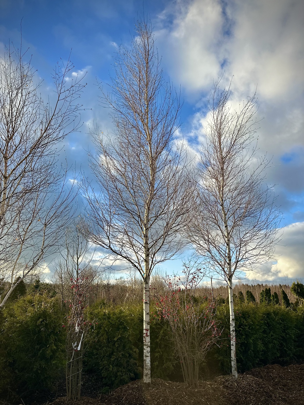 Береза повислая `Голден Клауд``Golden Cloud`