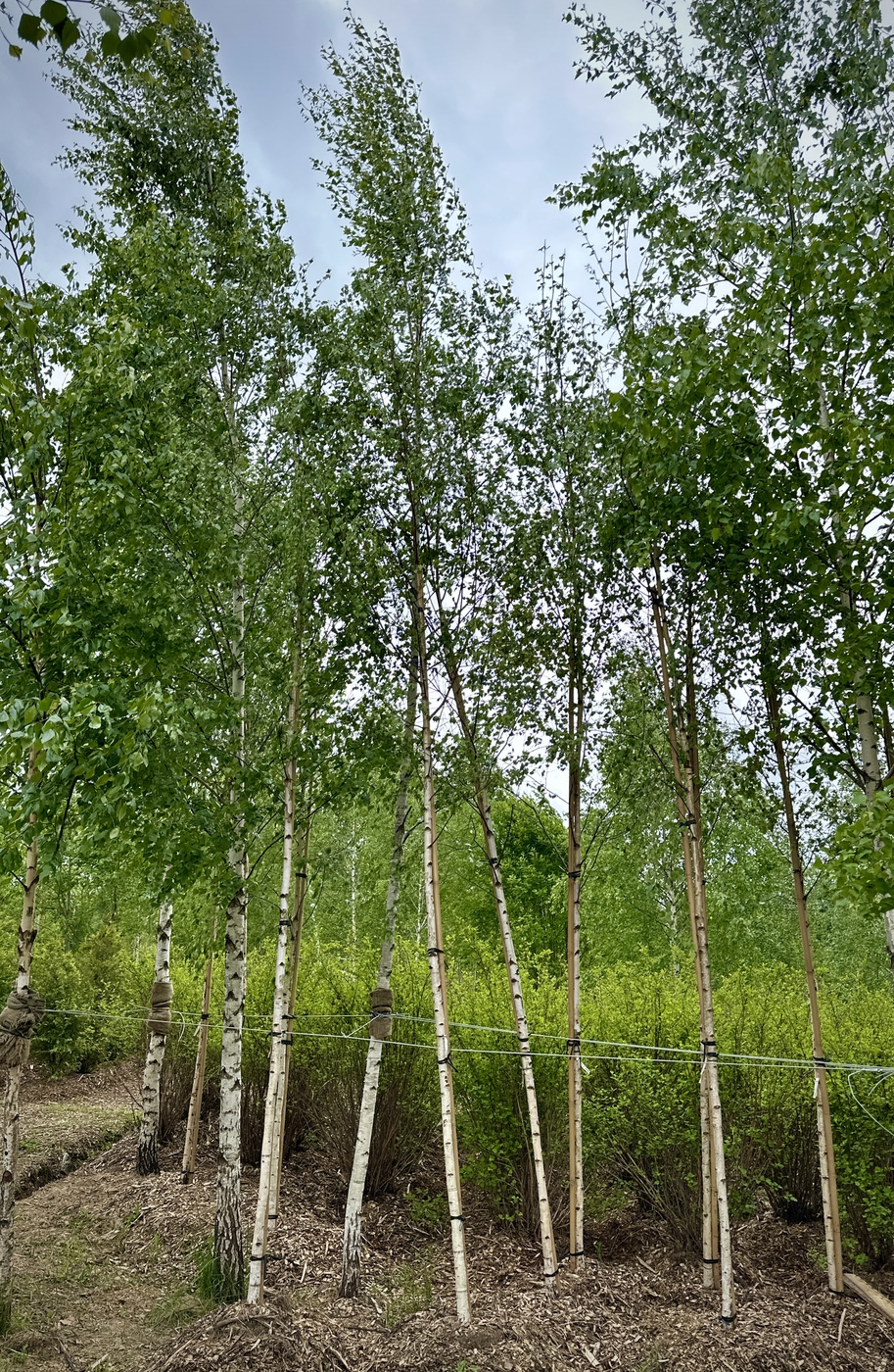 Береза повислая Пендула (Pendula)