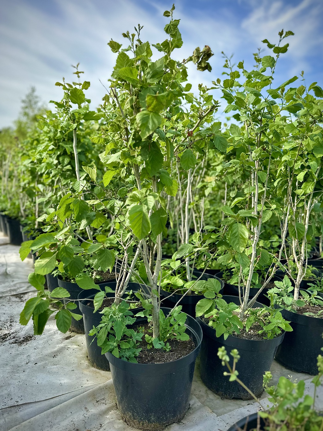 Боярышник мягковатый (Crataegus mollis)