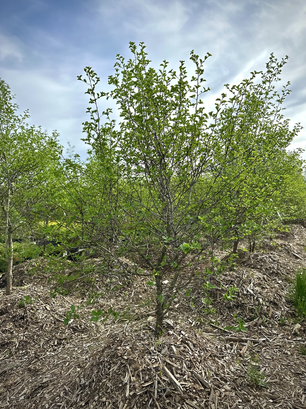 Боярышник сливолистный (Crataegus prunifolia)