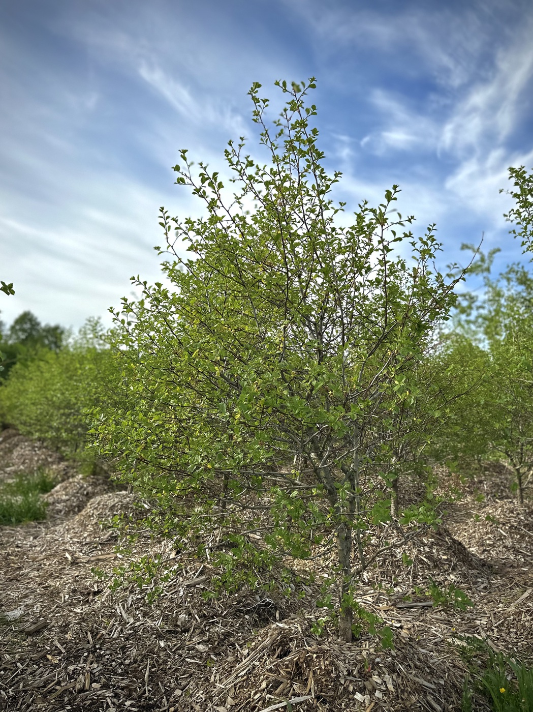 Боярышник сливолистный (Crataegus prunifolia)