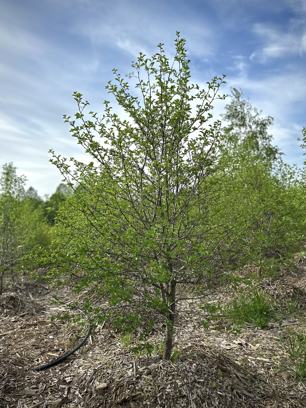 Боярышник сливолистный (Crataegus prunifolia)