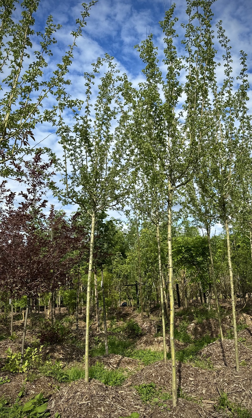 Боярышник `Пауль Скарлетт``Paul's Scarlett`