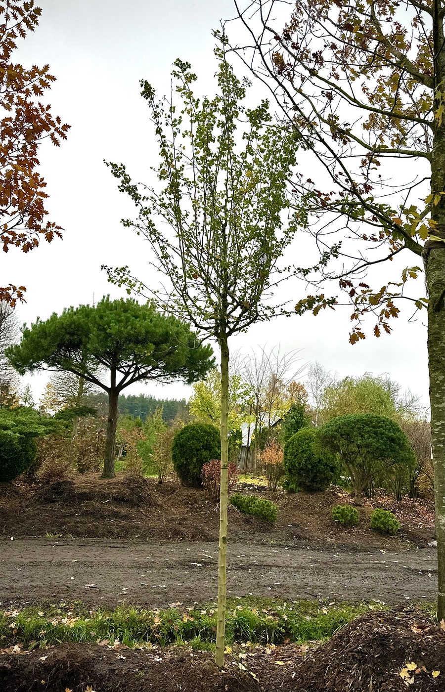 Боярышник `Пауль Скарлетт``Paul's Scarlett`