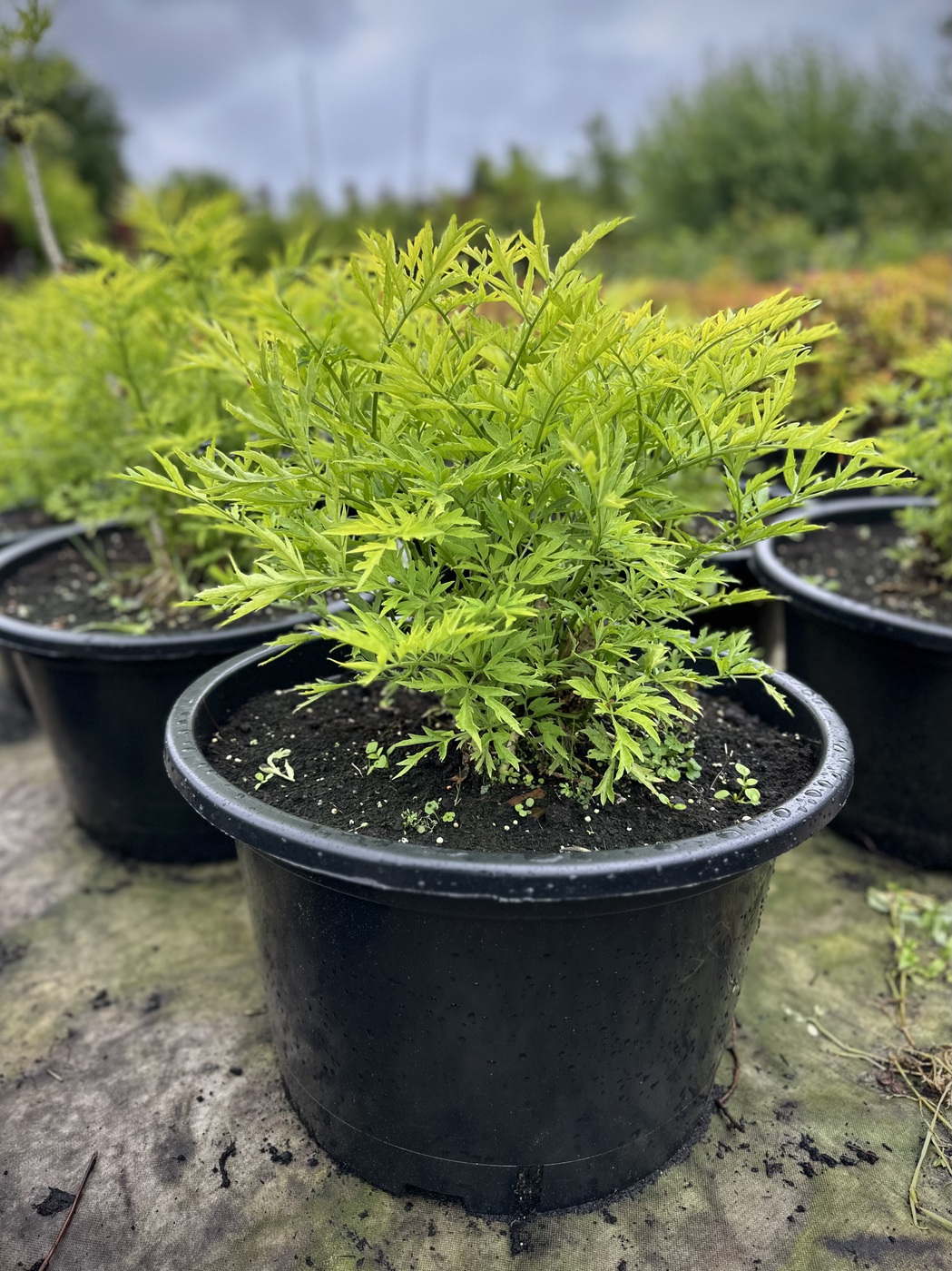 Бузина черная `Голден Тауэр``Golden Tower`