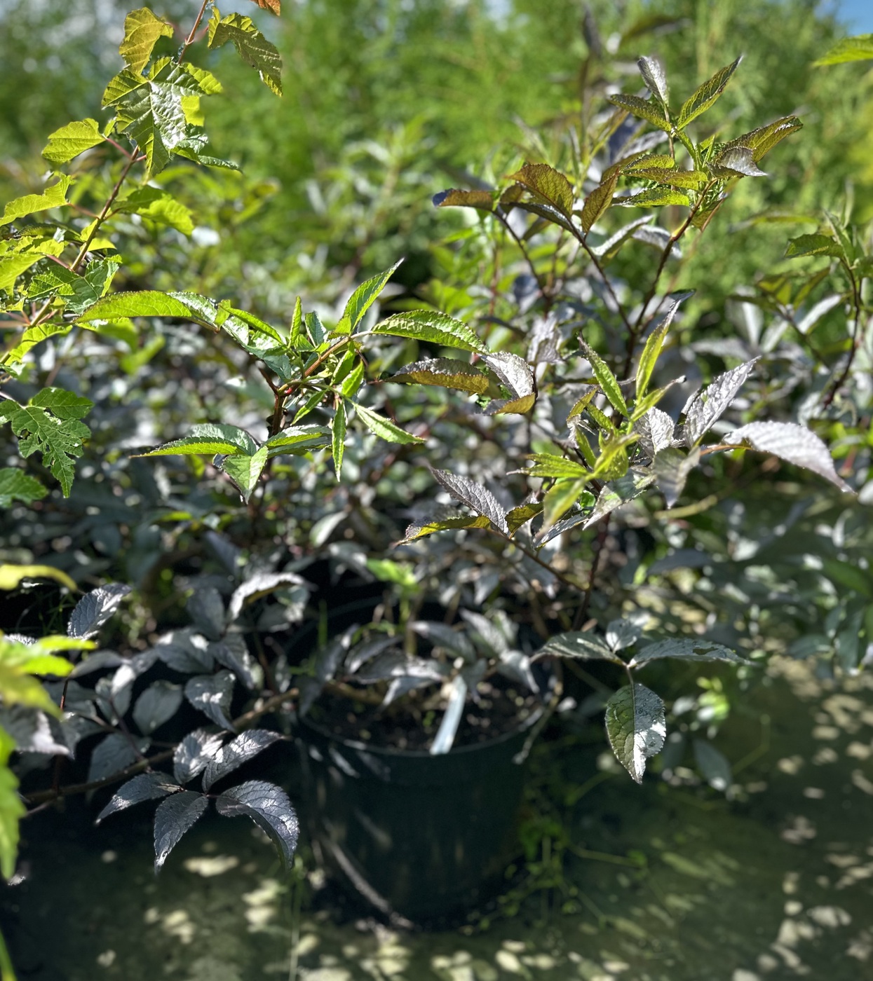 Бузина черная `Блэк Бьюти``Black Beauty`