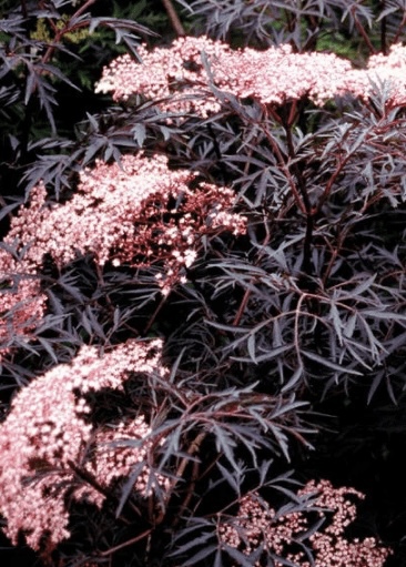 Бузина черная Блэк Лейс (Black Lace)