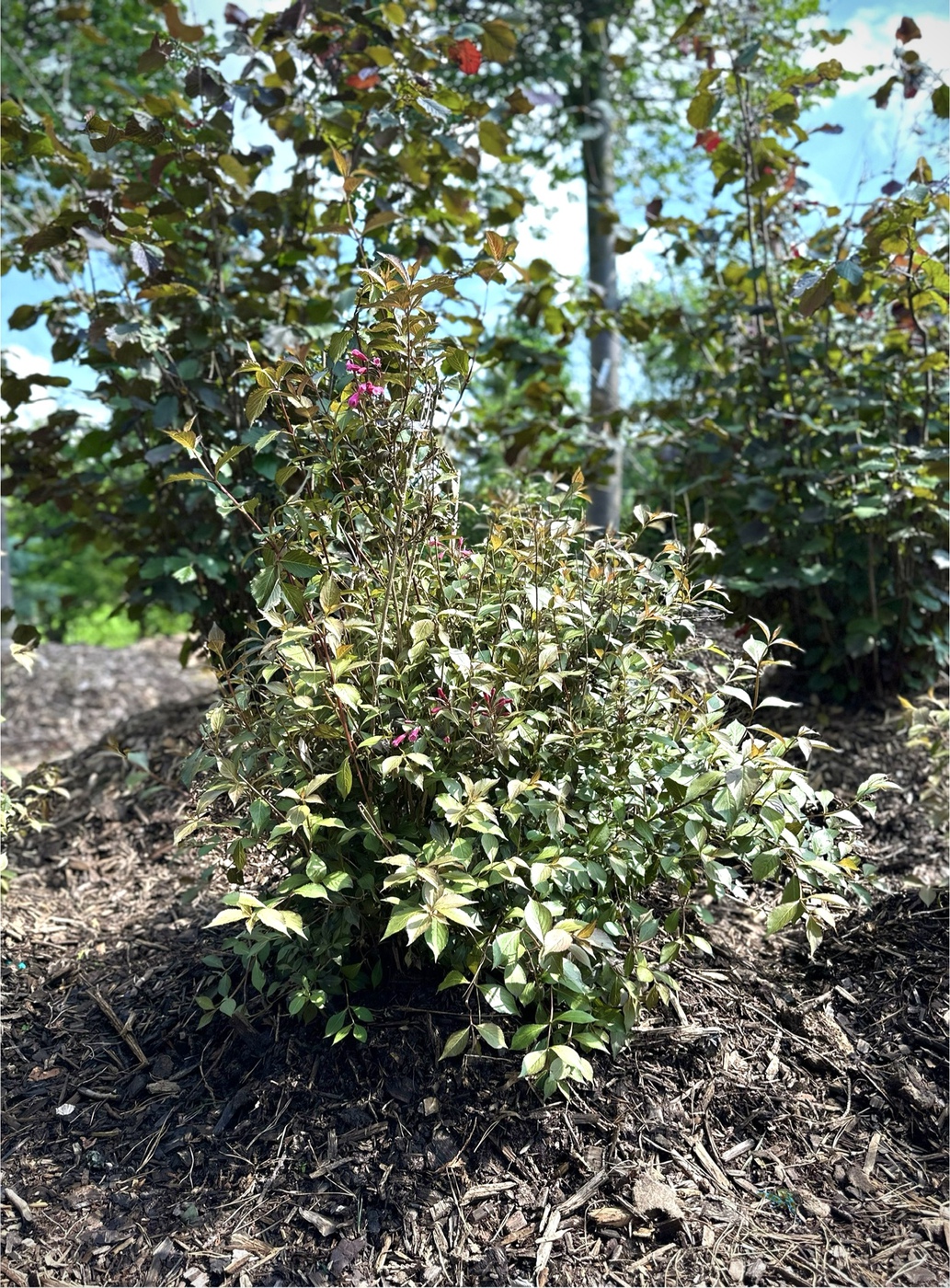 Вейгела цветущая `Пурпуреа``Purpurea`