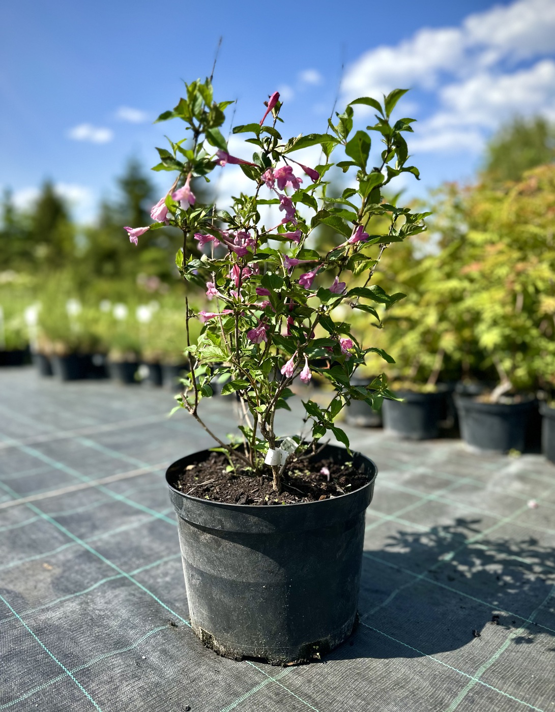 Вейгела цветущая `Гюстав Малле``Gustave Malle`