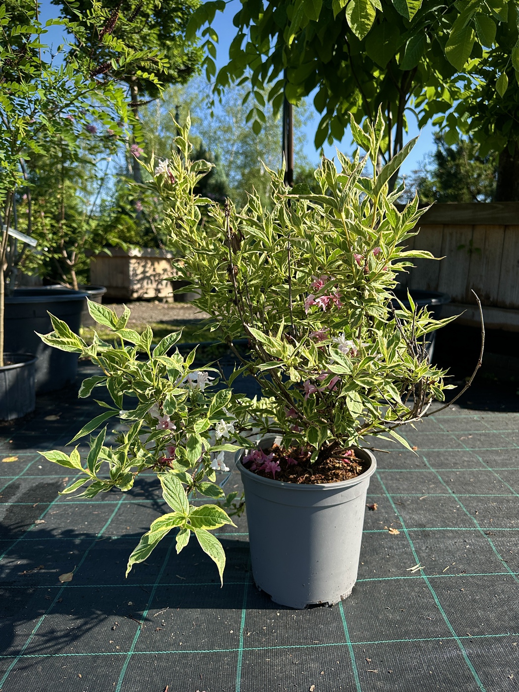 Вейгела цветущая Нана Вариегата (Nana Variegata)