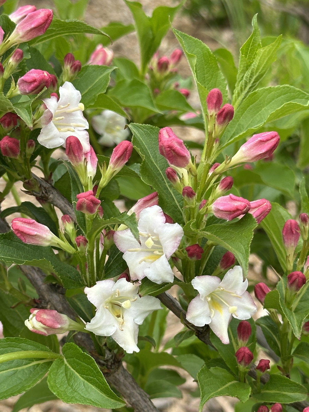 Вейгела цветущая Розеа (Rosea)
