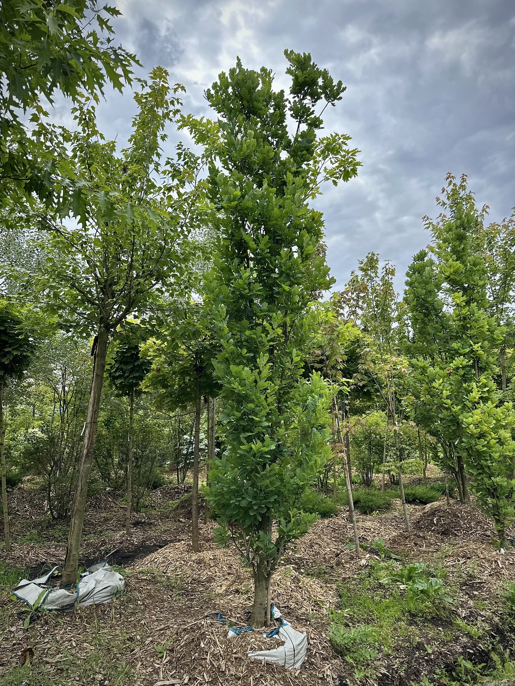 Дуб черешчатый `Фастигиата``Fastigiata`