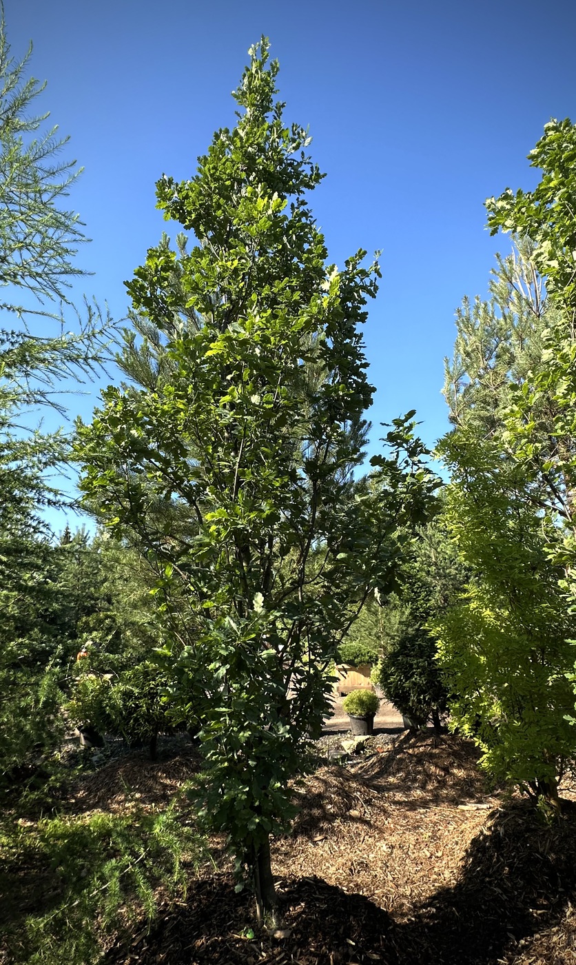 Дуб черешчатый `Фастигиата``Fastigiata`