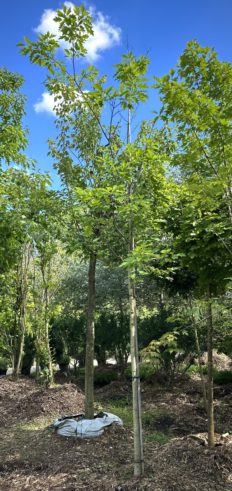 Дуб красный