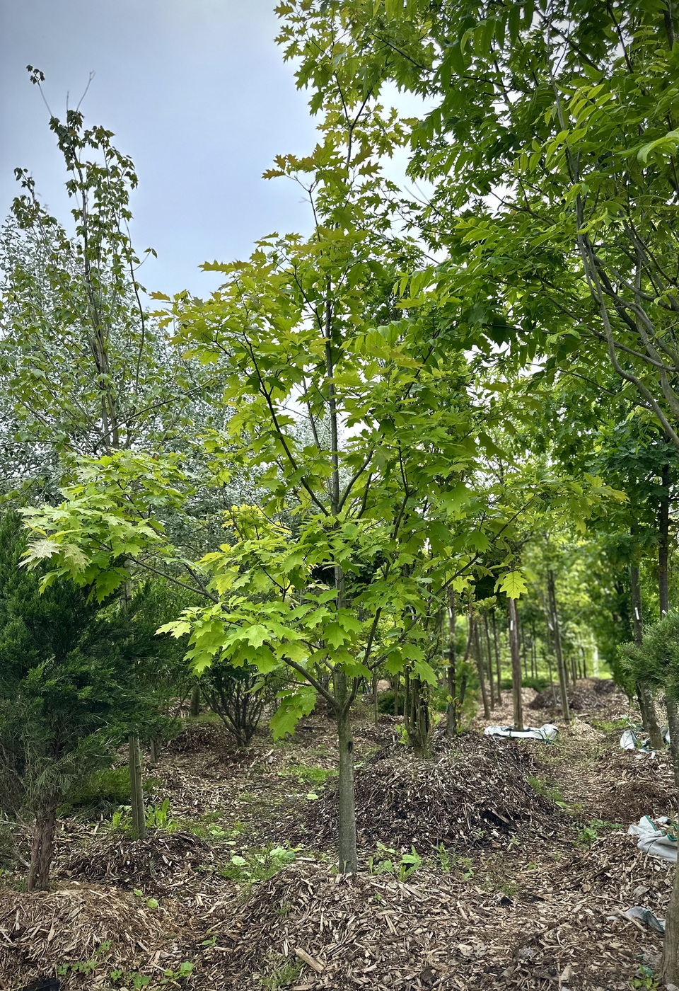 Дуб красный