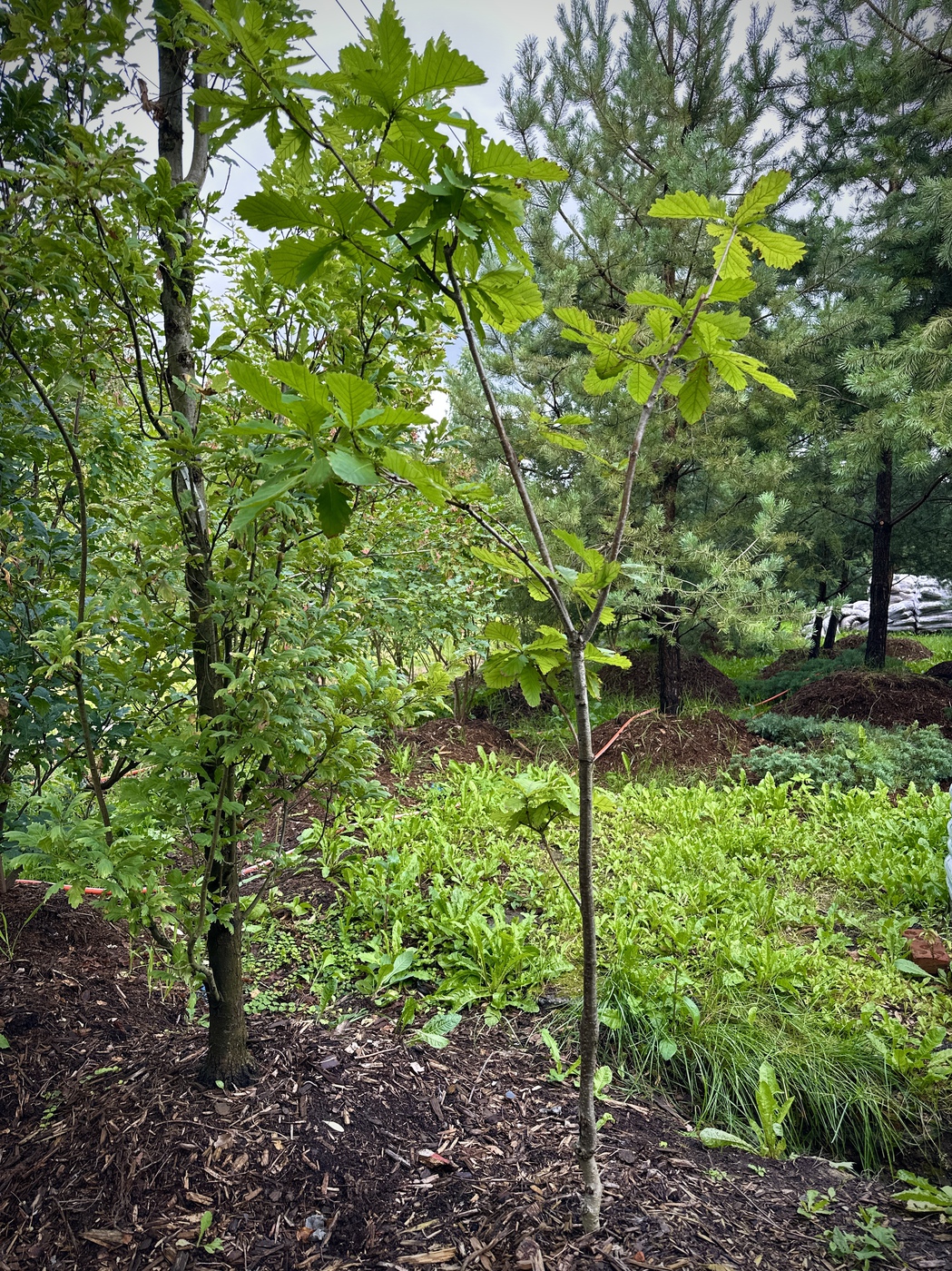 Дуб монгольский (Quercus mongolica)