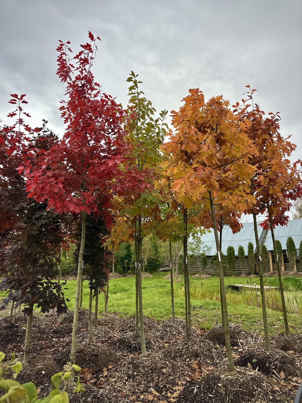 Дуб красный