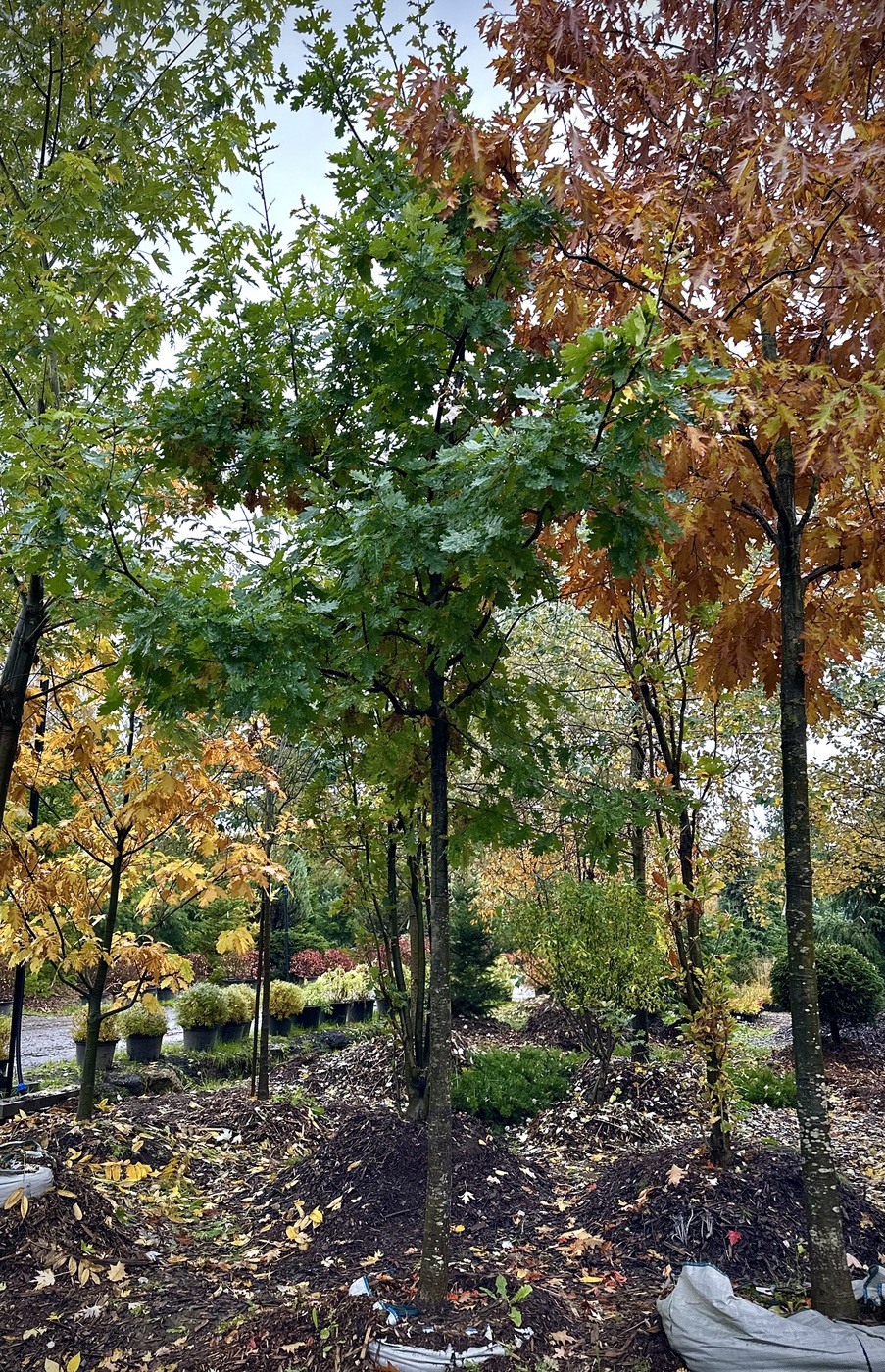 Дуб черешчатый